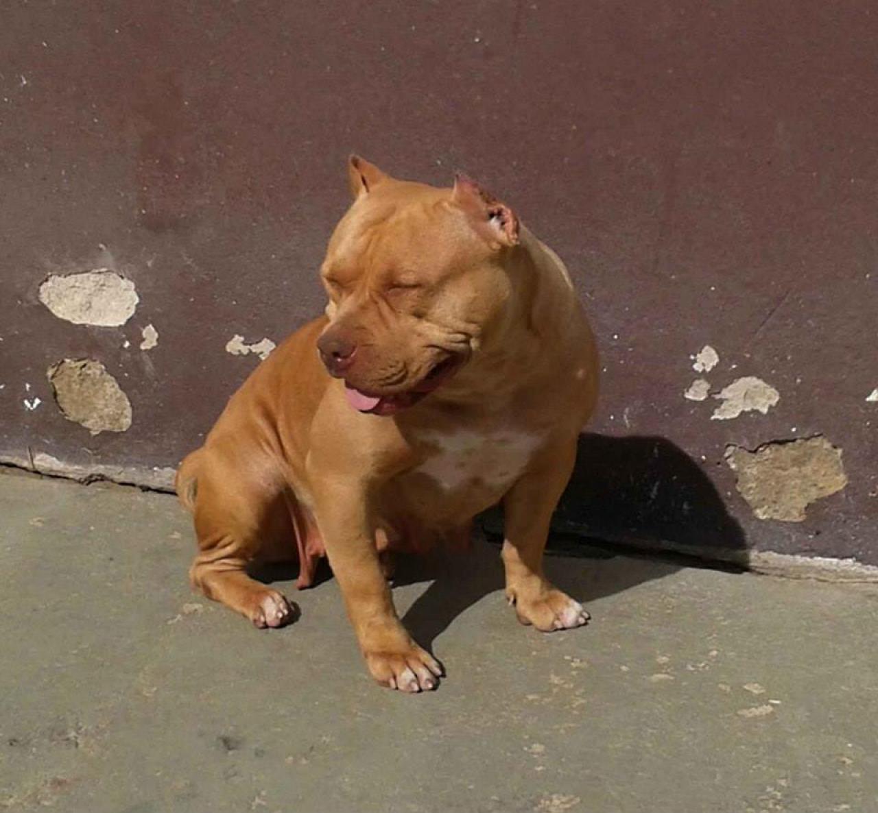 Photo of the dog