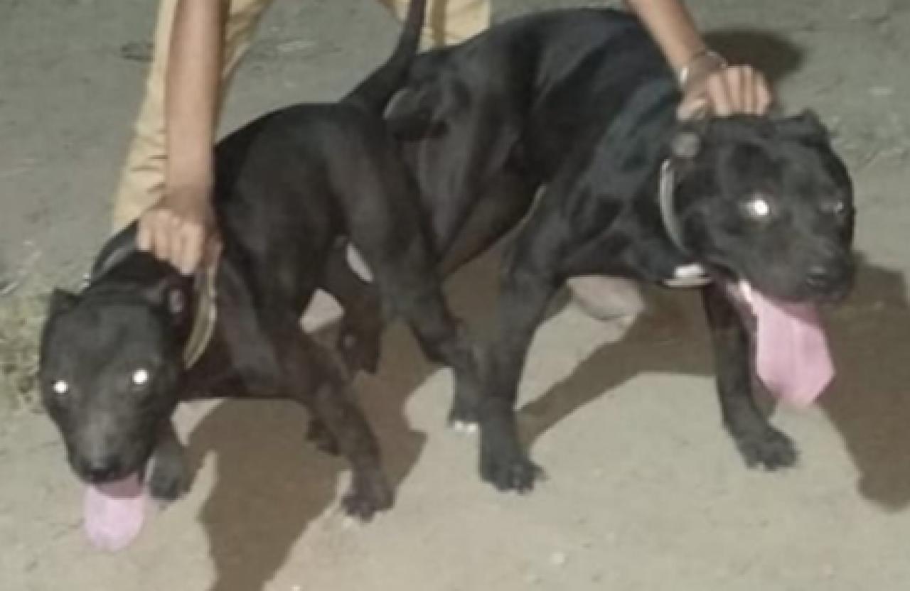 Photo of the dog