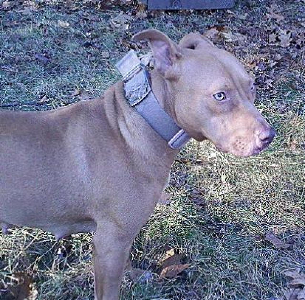 Photo of the dog