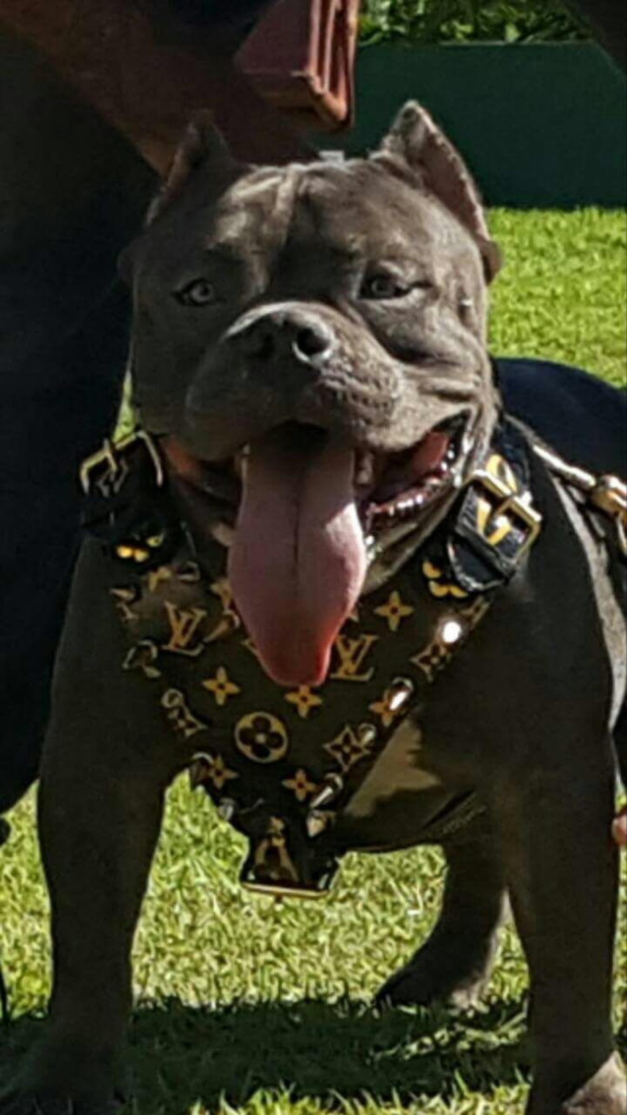 Photo of the dog