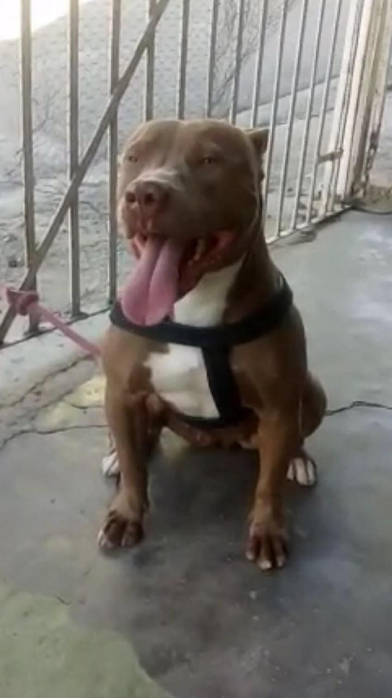 Photo of the dog