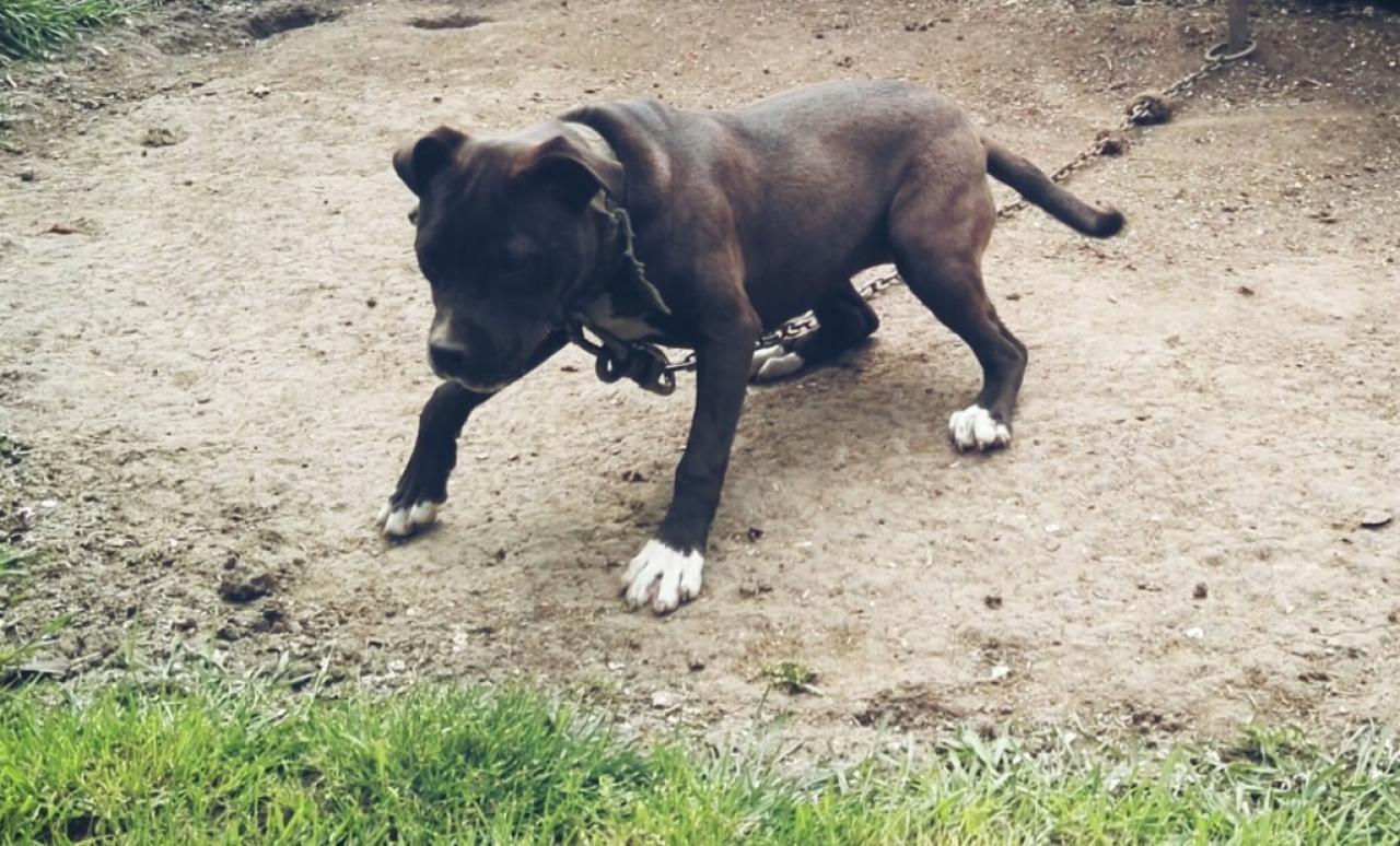 Photo of the dog
