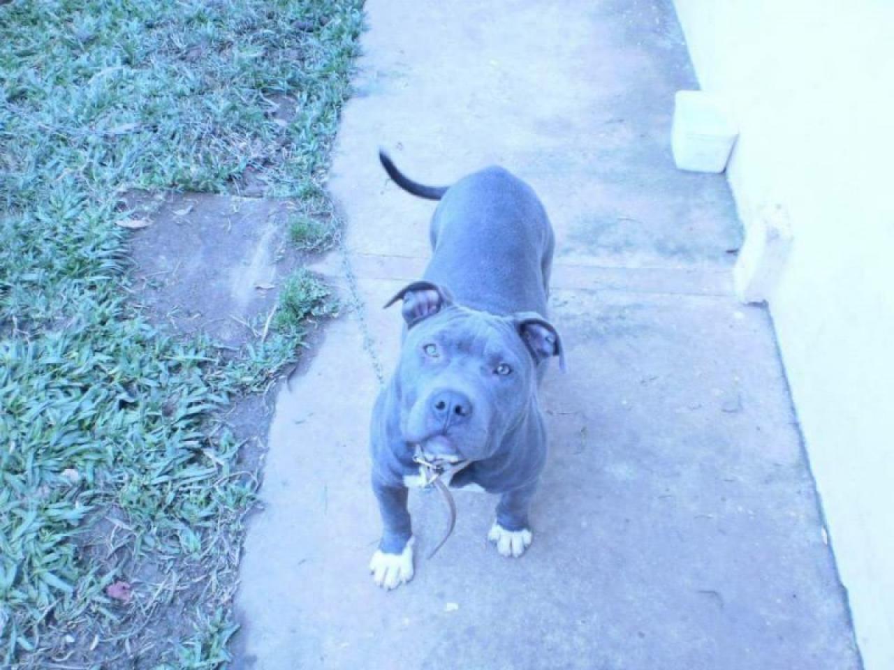 Photo of the dog