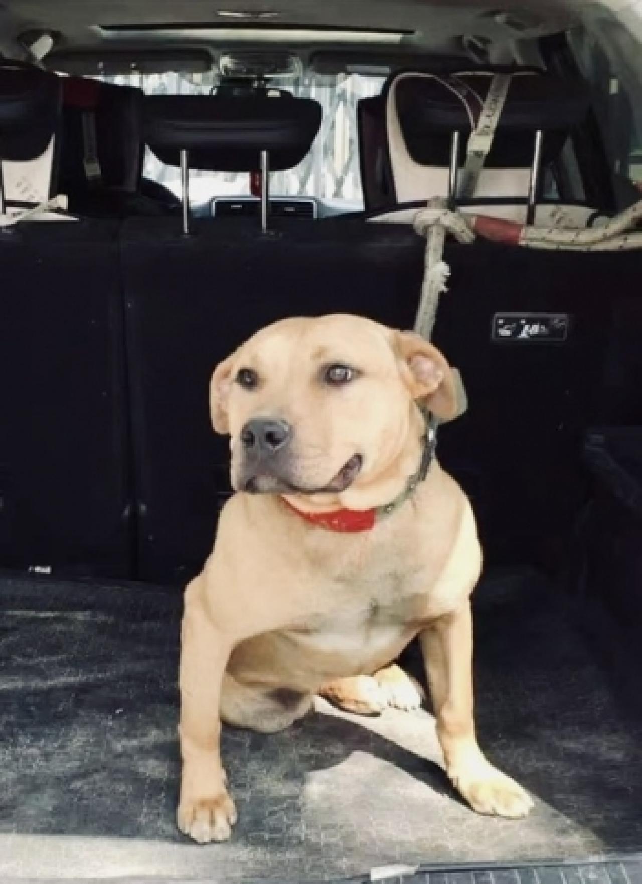 Photo of the dog