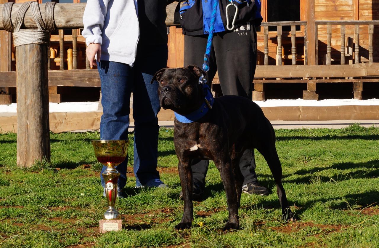 Photo of the dog