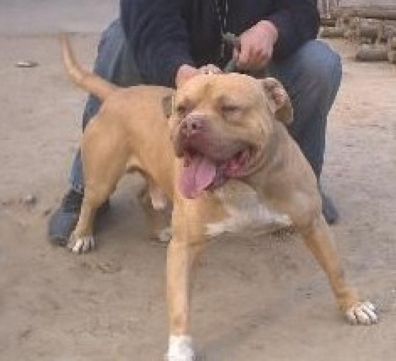Photo of the dog