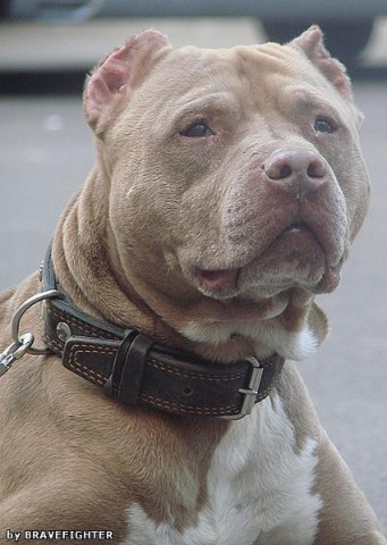 Photo of the dog
