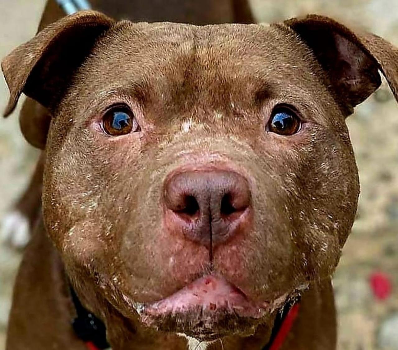 Photo of the dog