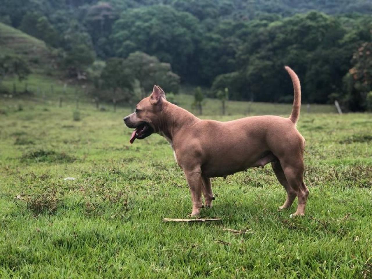 Photo of the dog
