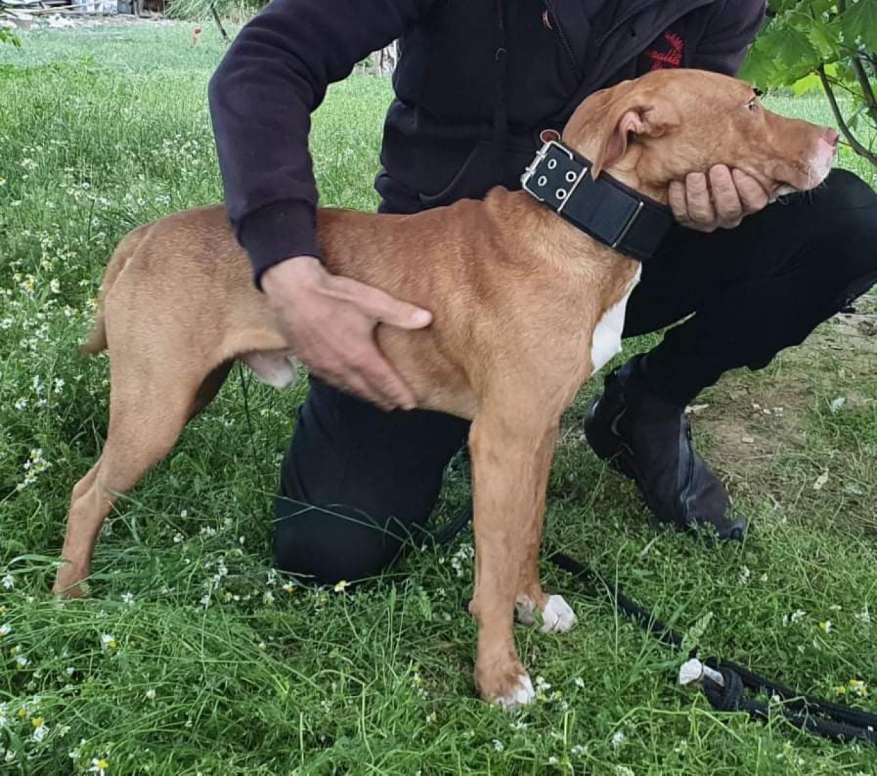 Photo of the dog