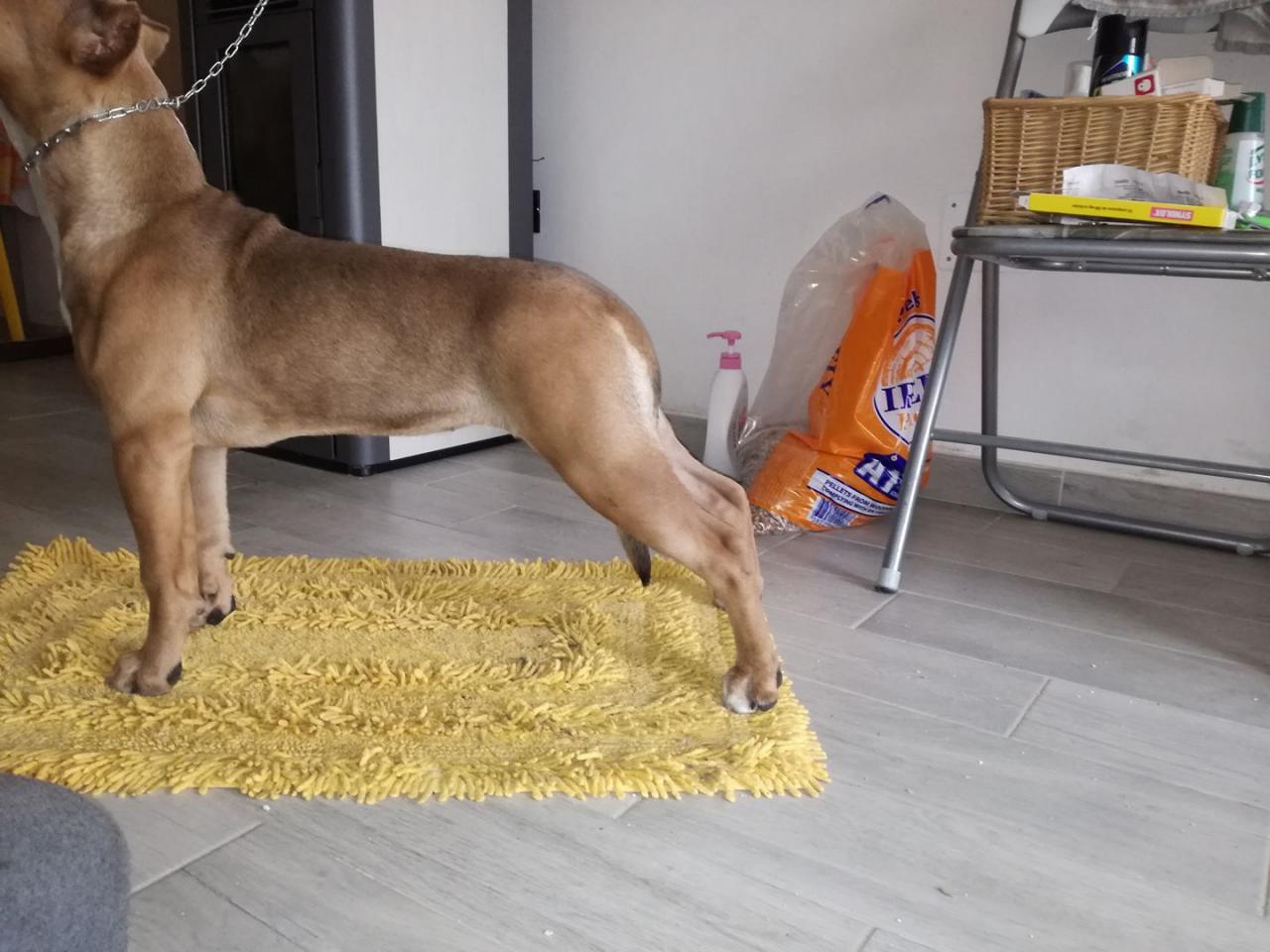 Photo of the dog