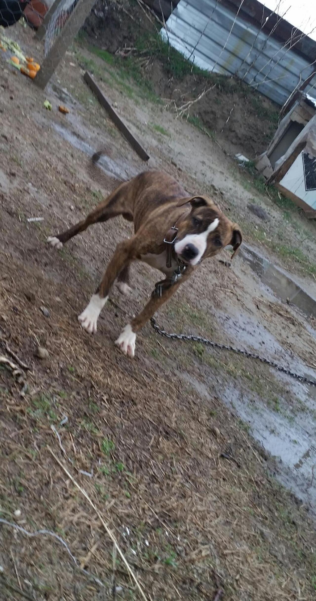 Photo of the dog