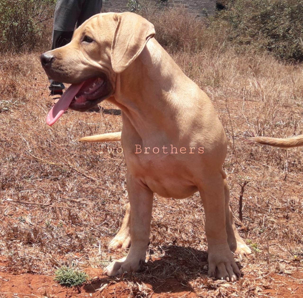 Photo of the dog