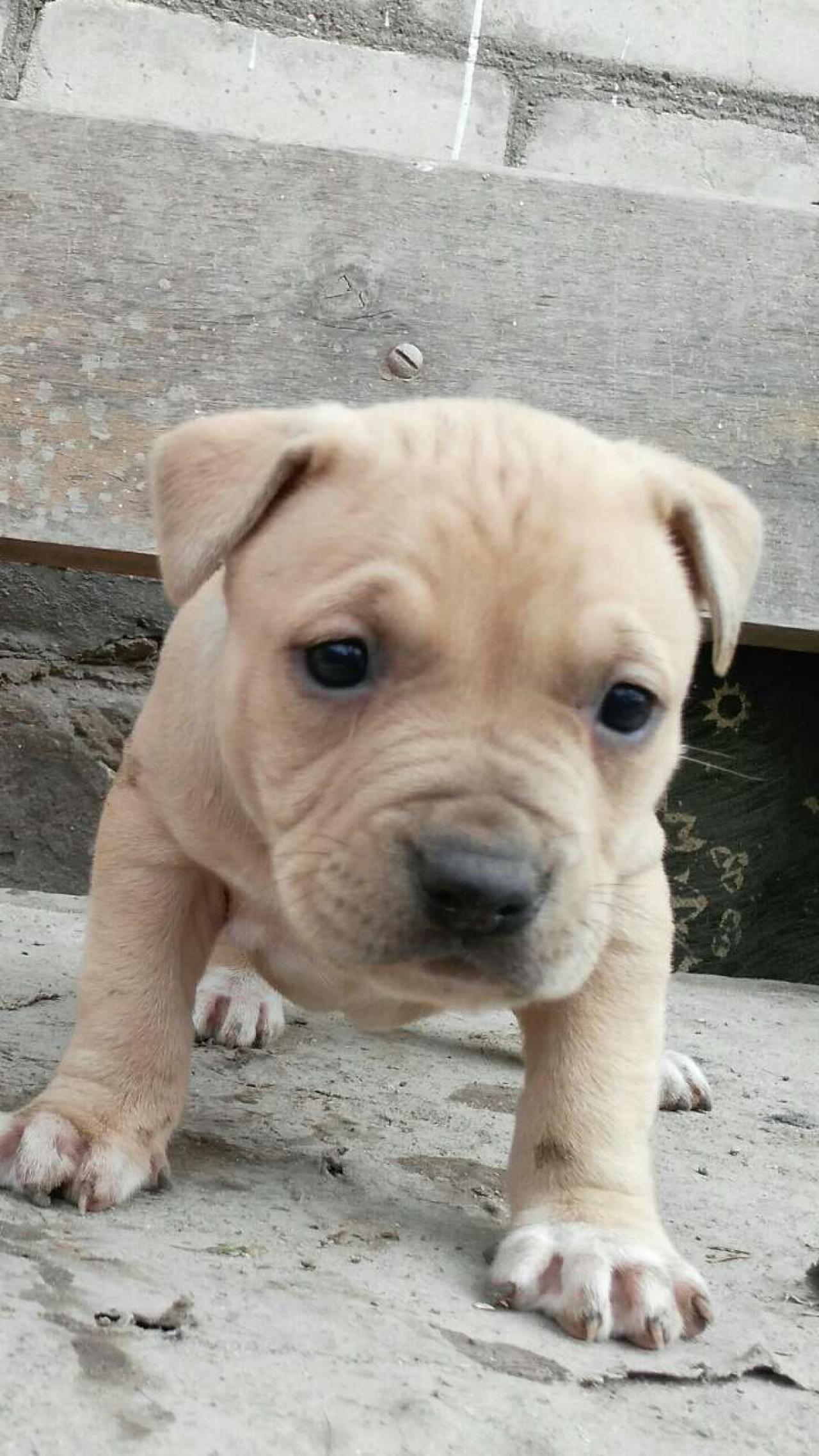 Photo of the dog