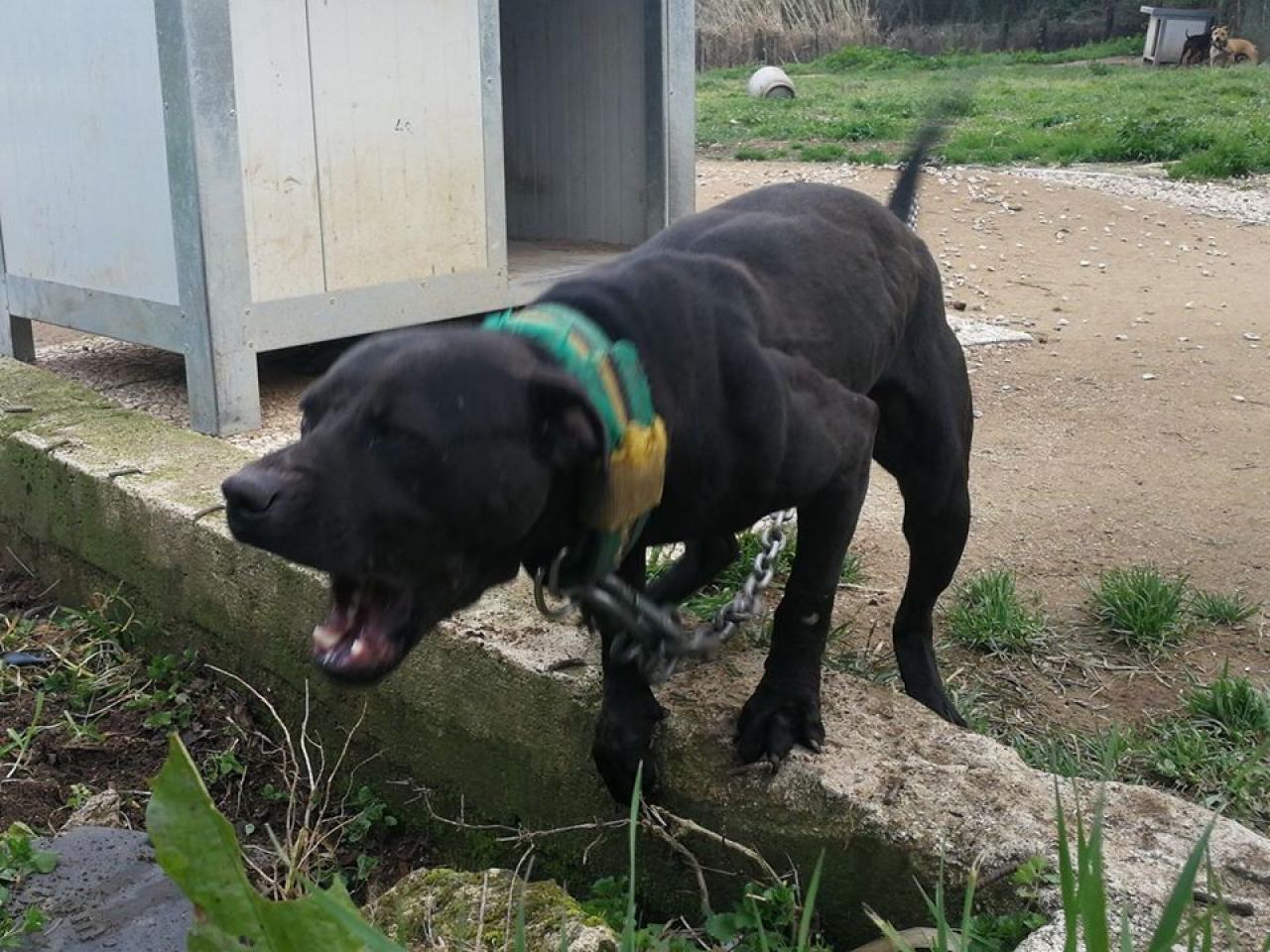 Photo of the dog