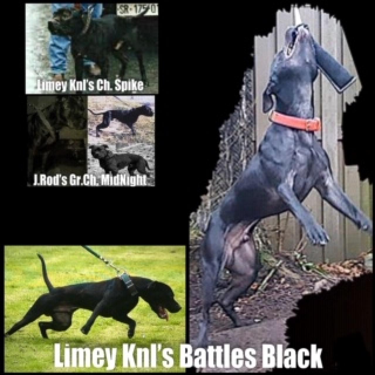 Photo of the dog