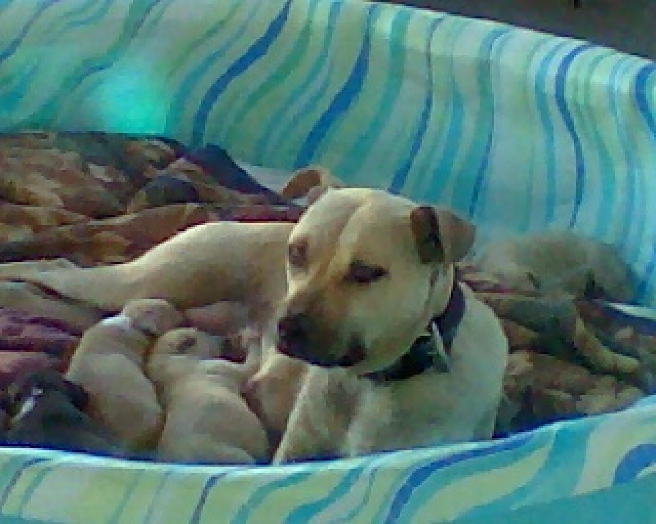 Photo of the dog