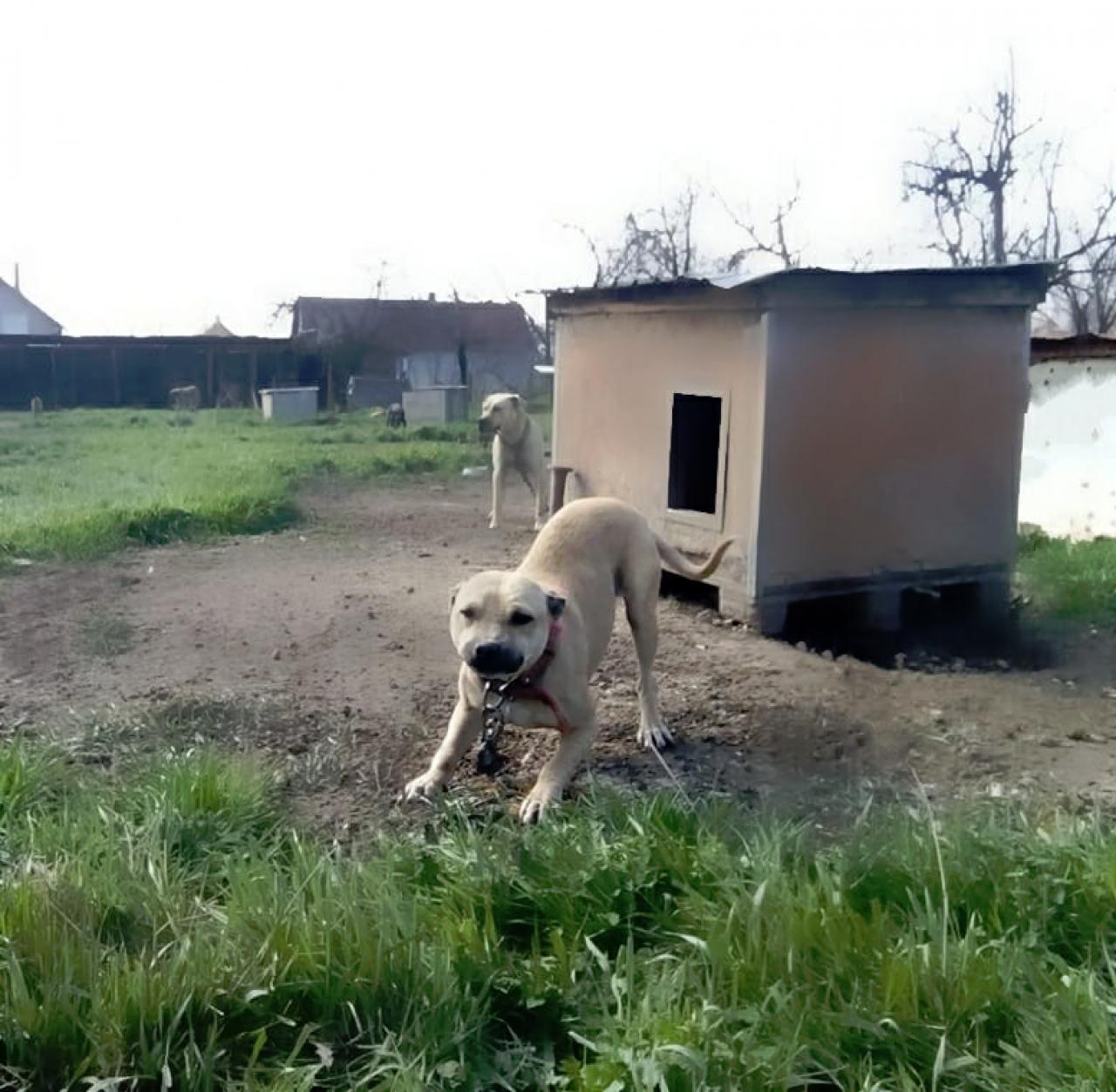 Photo of the dog
