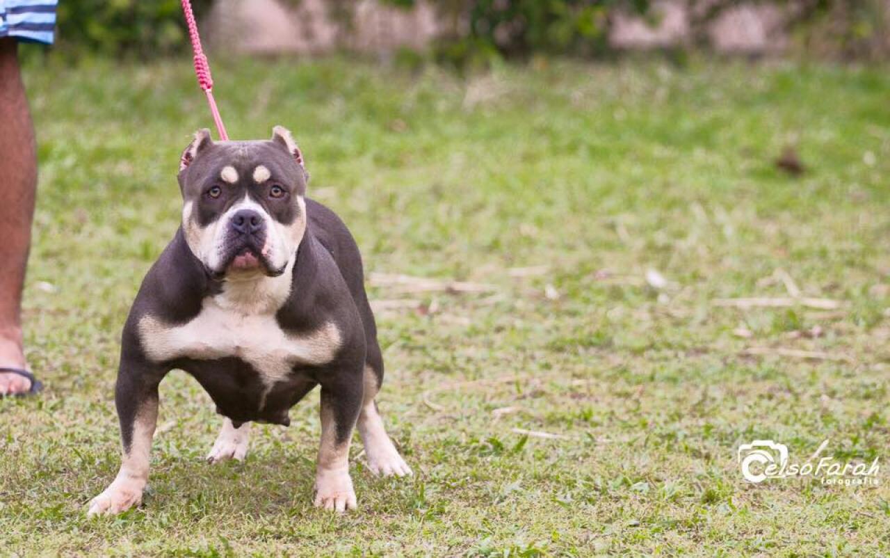 Photo of the dog
