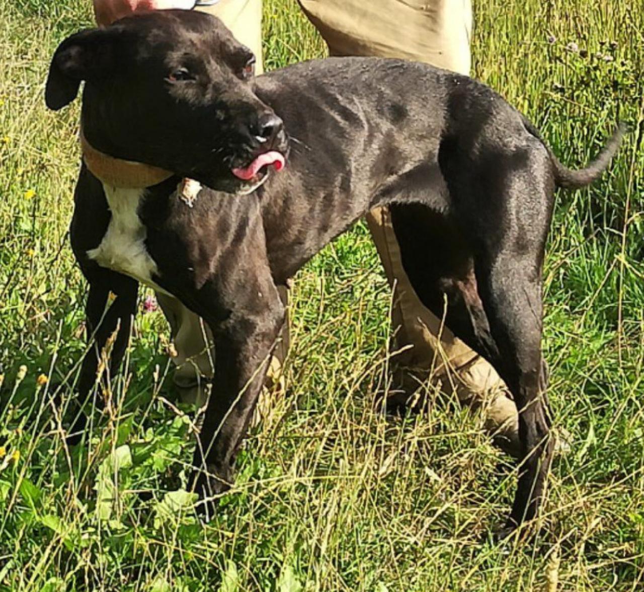 Photo of the dog