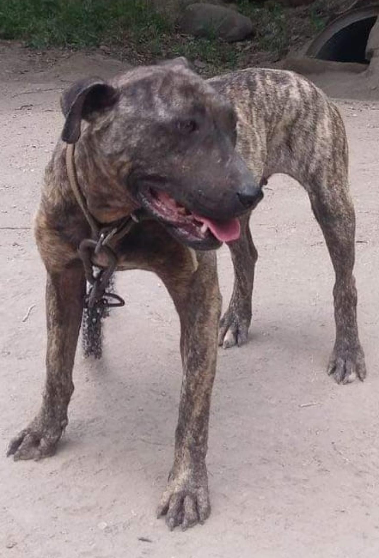 Photo of the dog