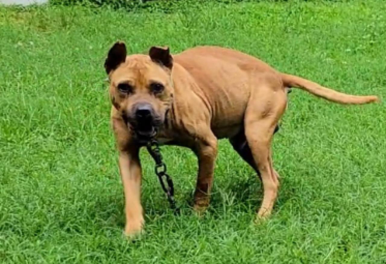 Photo of the dog