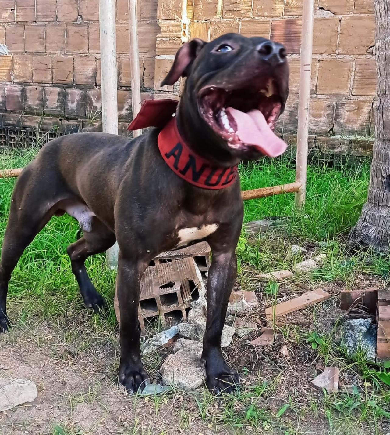Photo of the dog