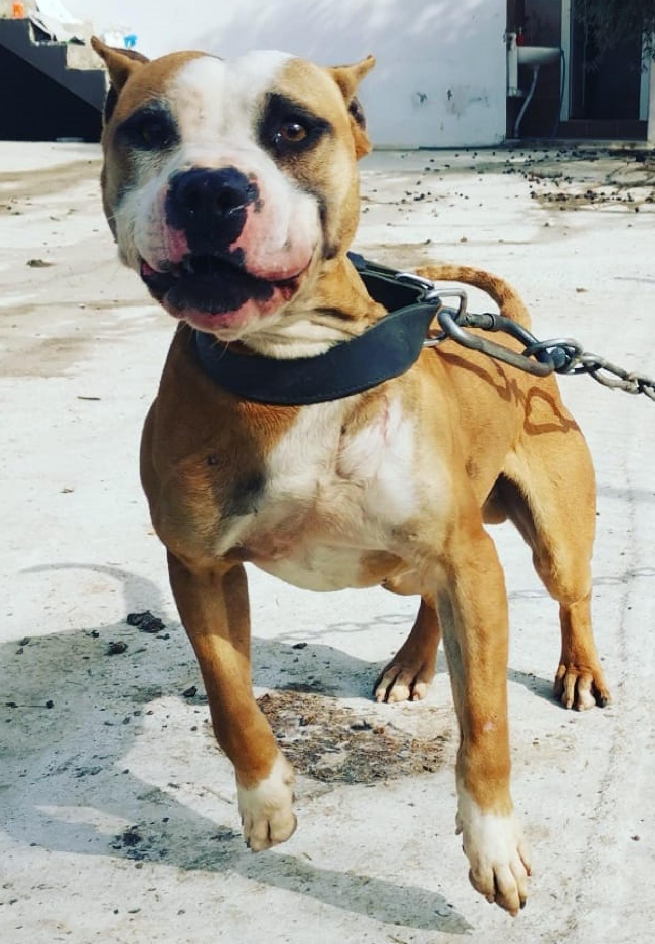 Photo of the dog