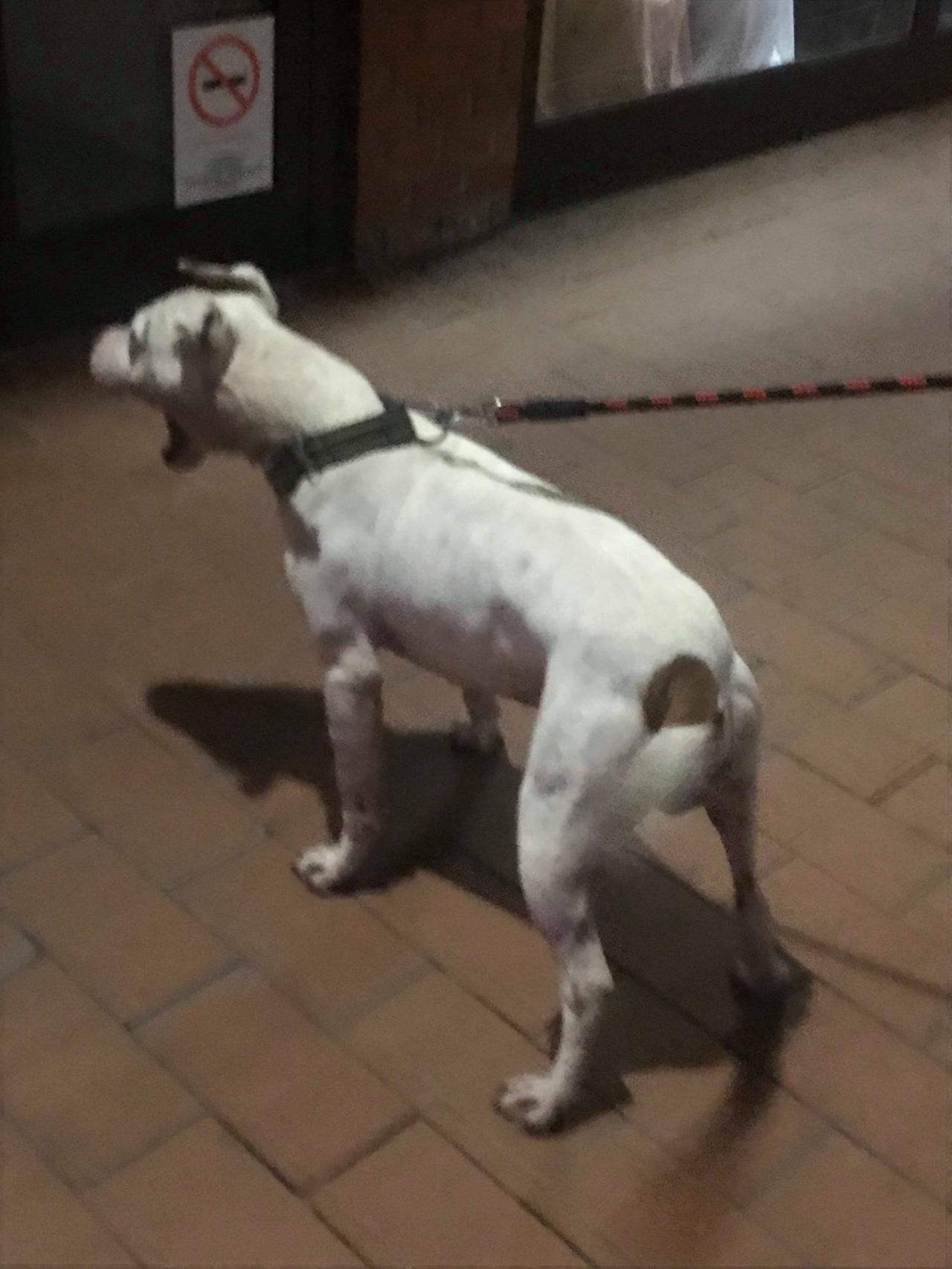 Photo of the dog