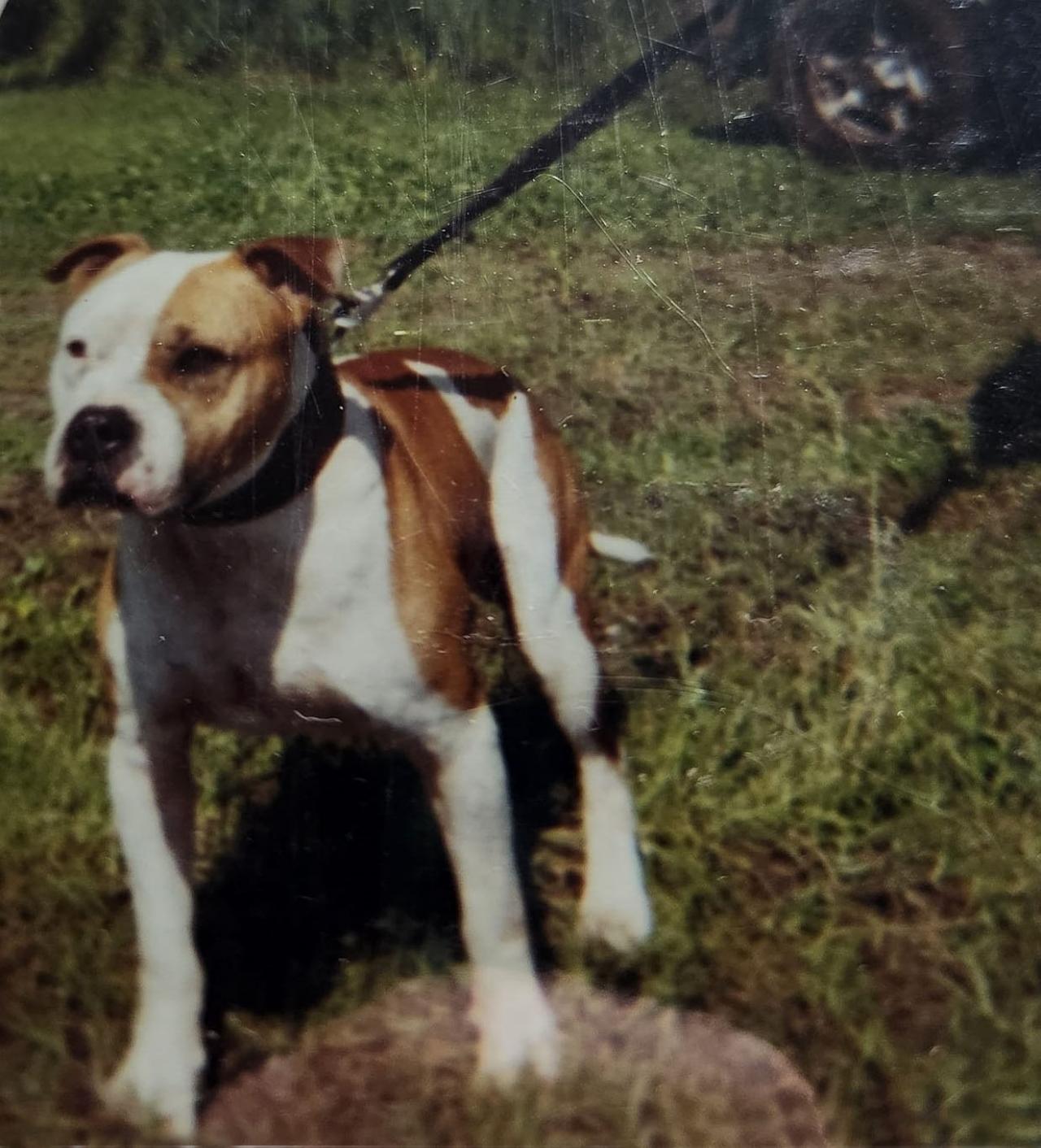 Photo of the dog