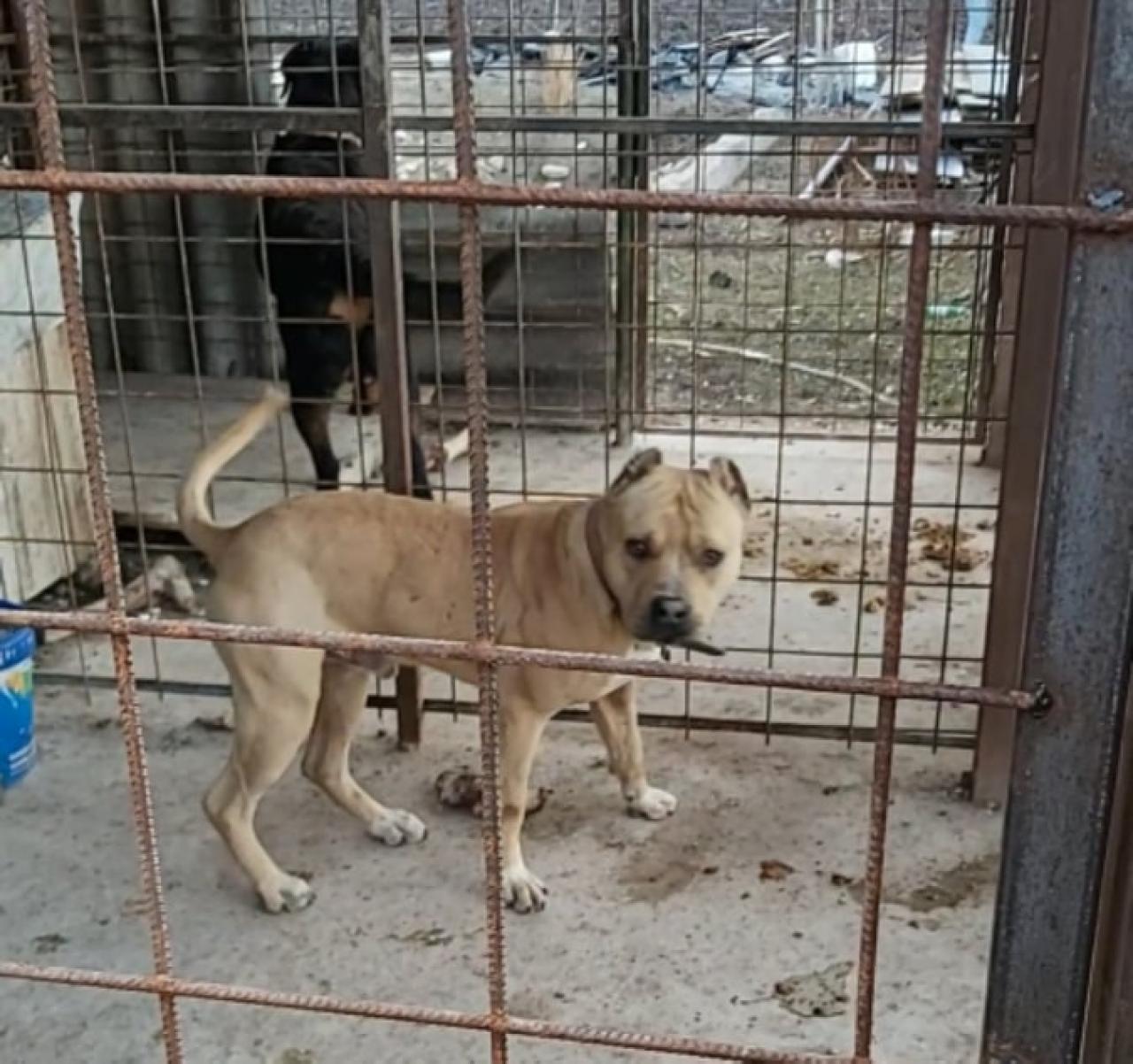Photo of the dog
