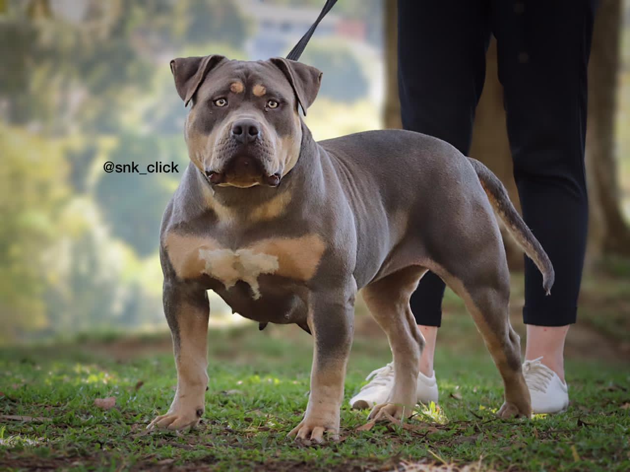 Photo of the dog