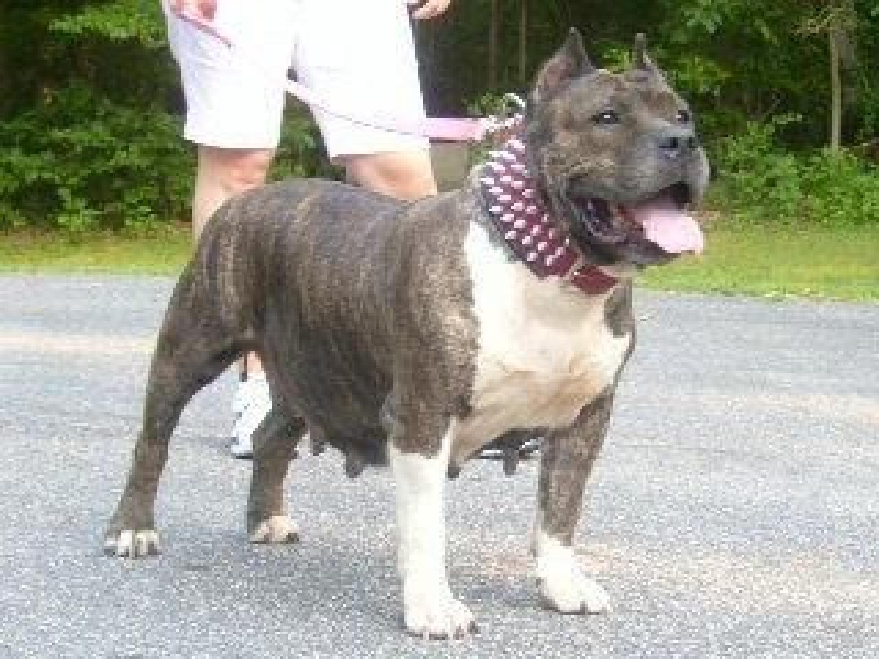 Photo of the dog