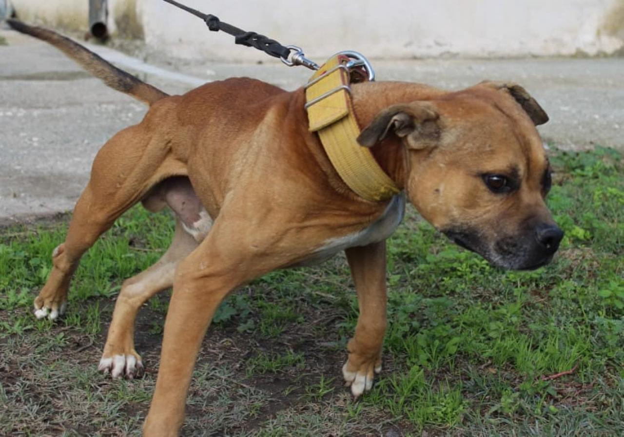 Photo of the dog