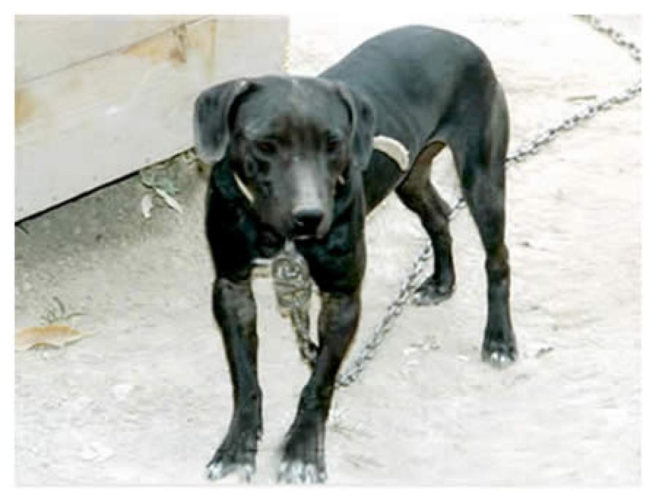 Photo of the dog