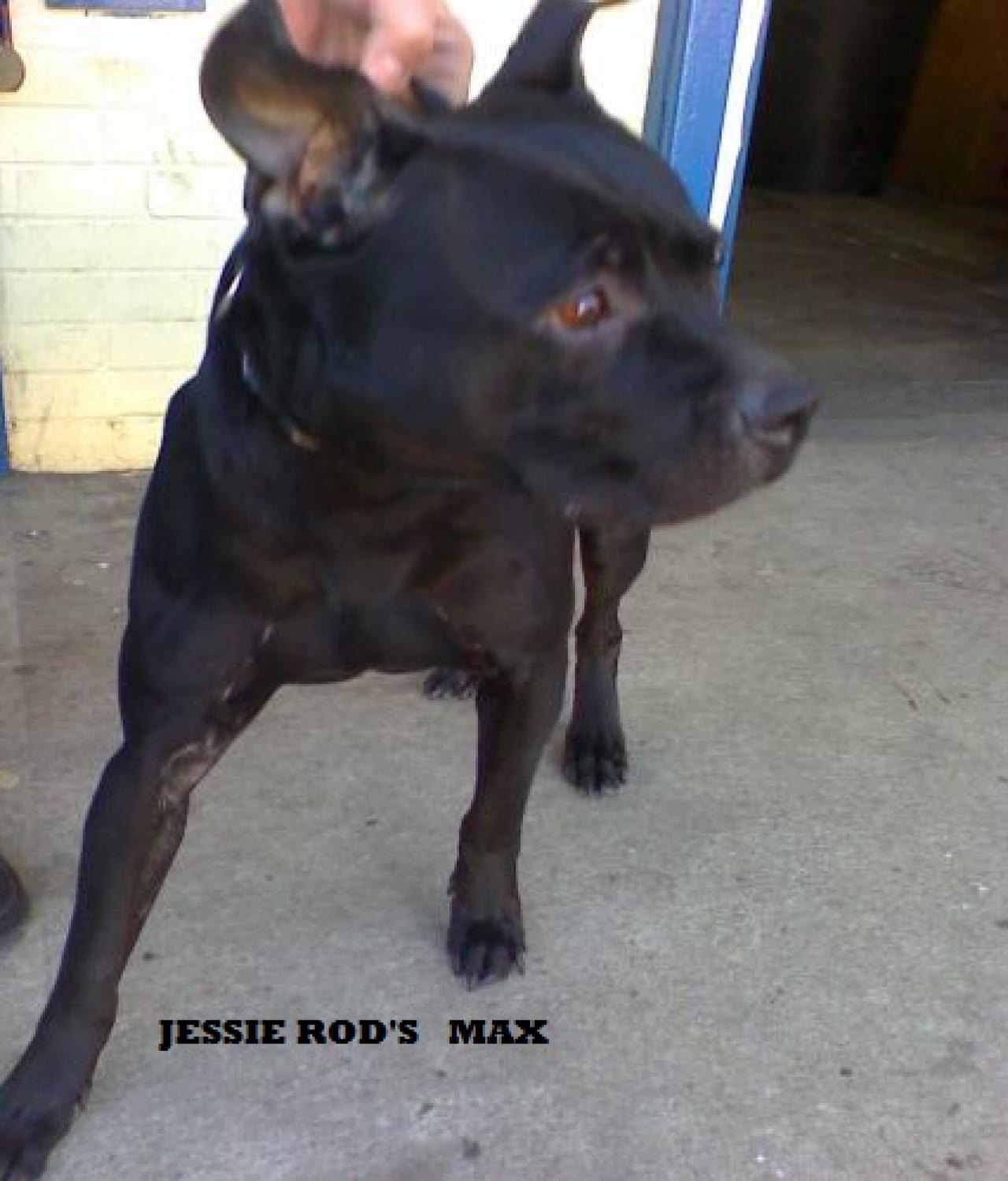 Photo of the dog