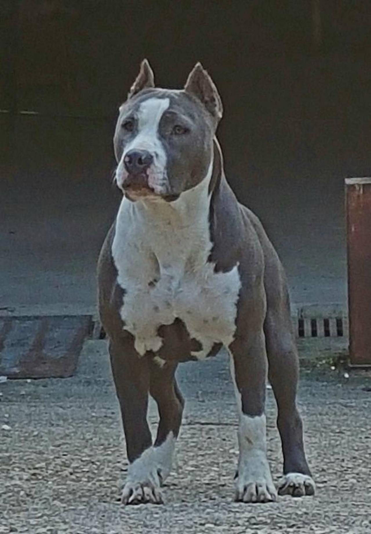Photo of the dog