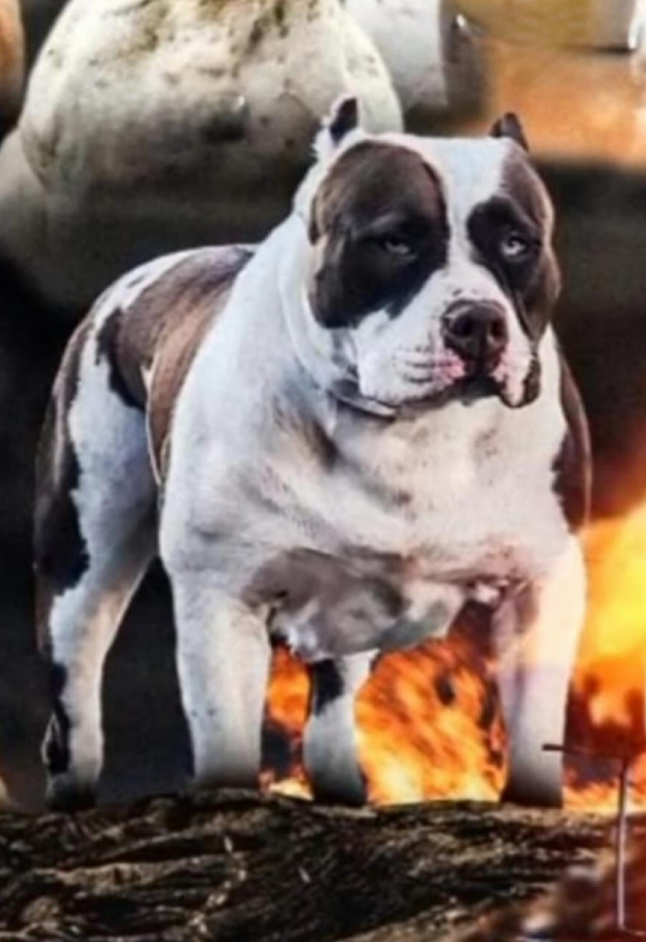 Photo of the dog