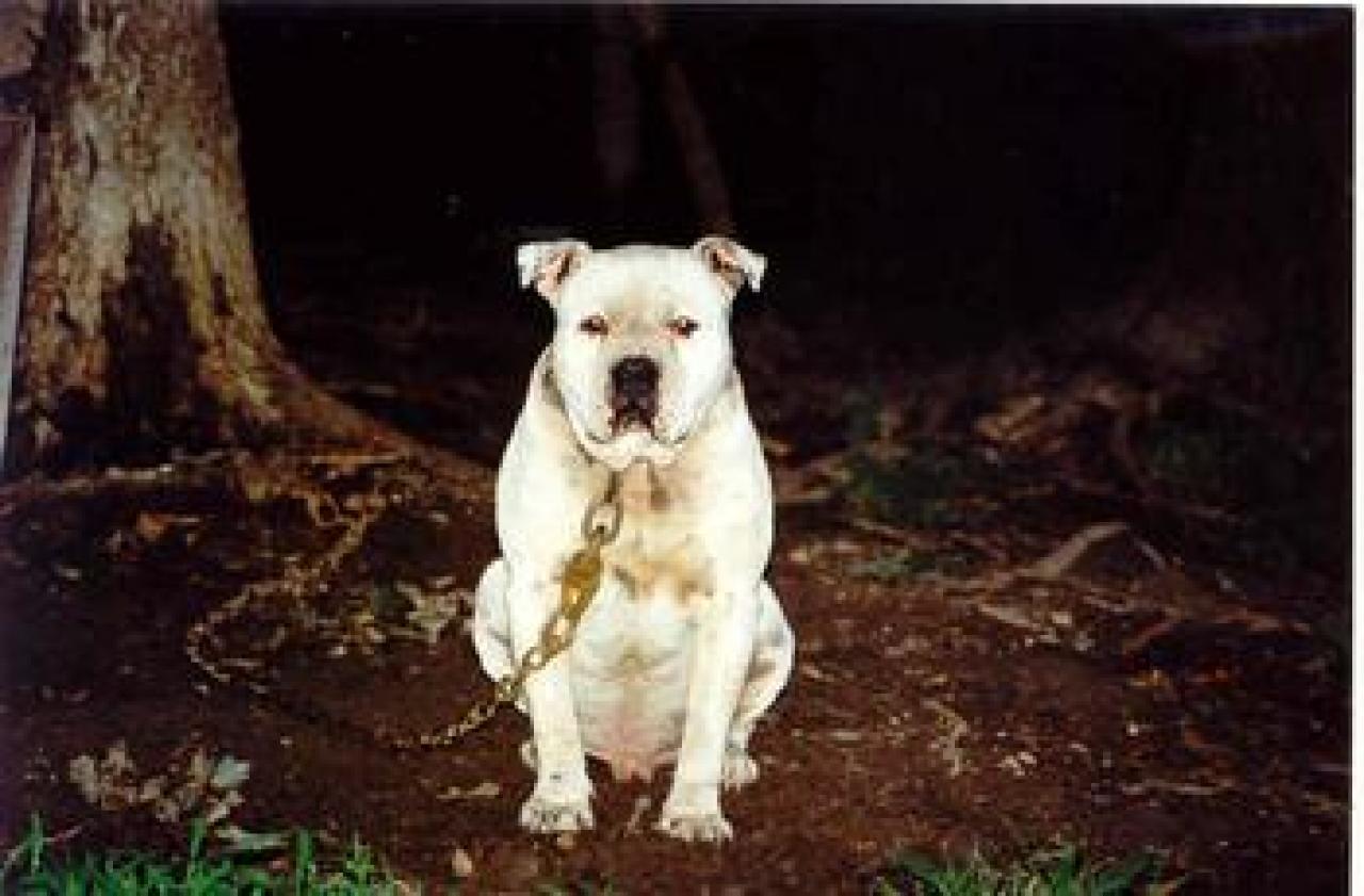 Photo of the dog