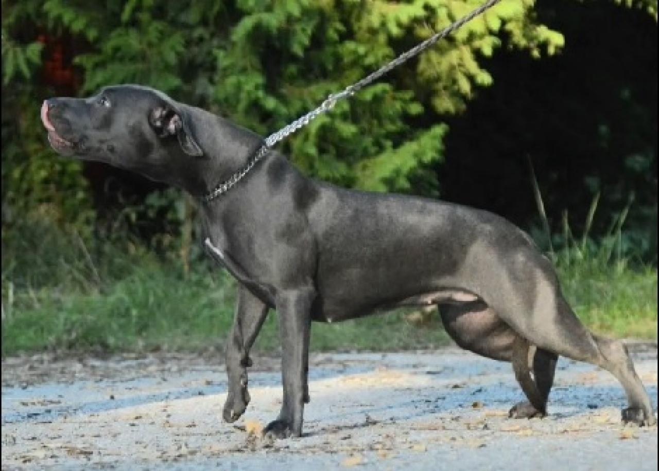 Photo of the dog