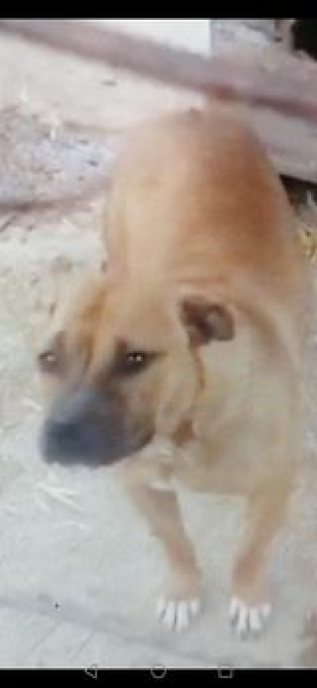 Photo of the dog