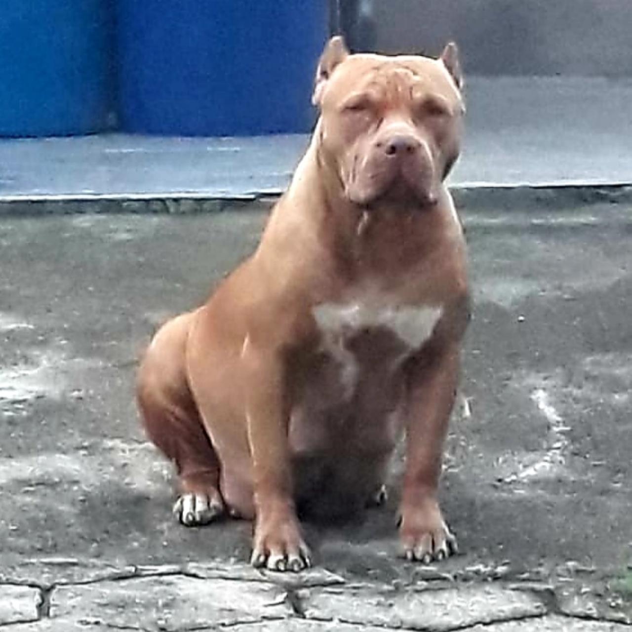 Photo of the dog