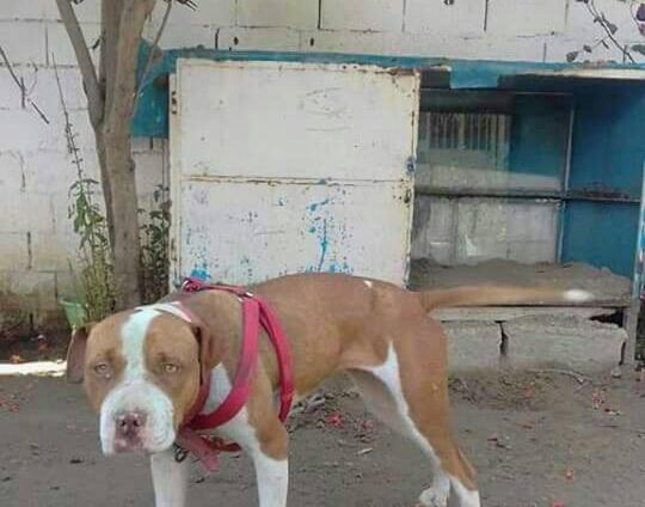 Photo of the dog