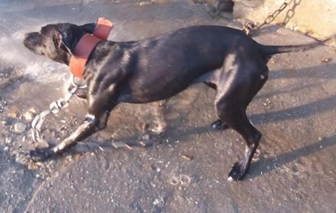 Photo of the dog