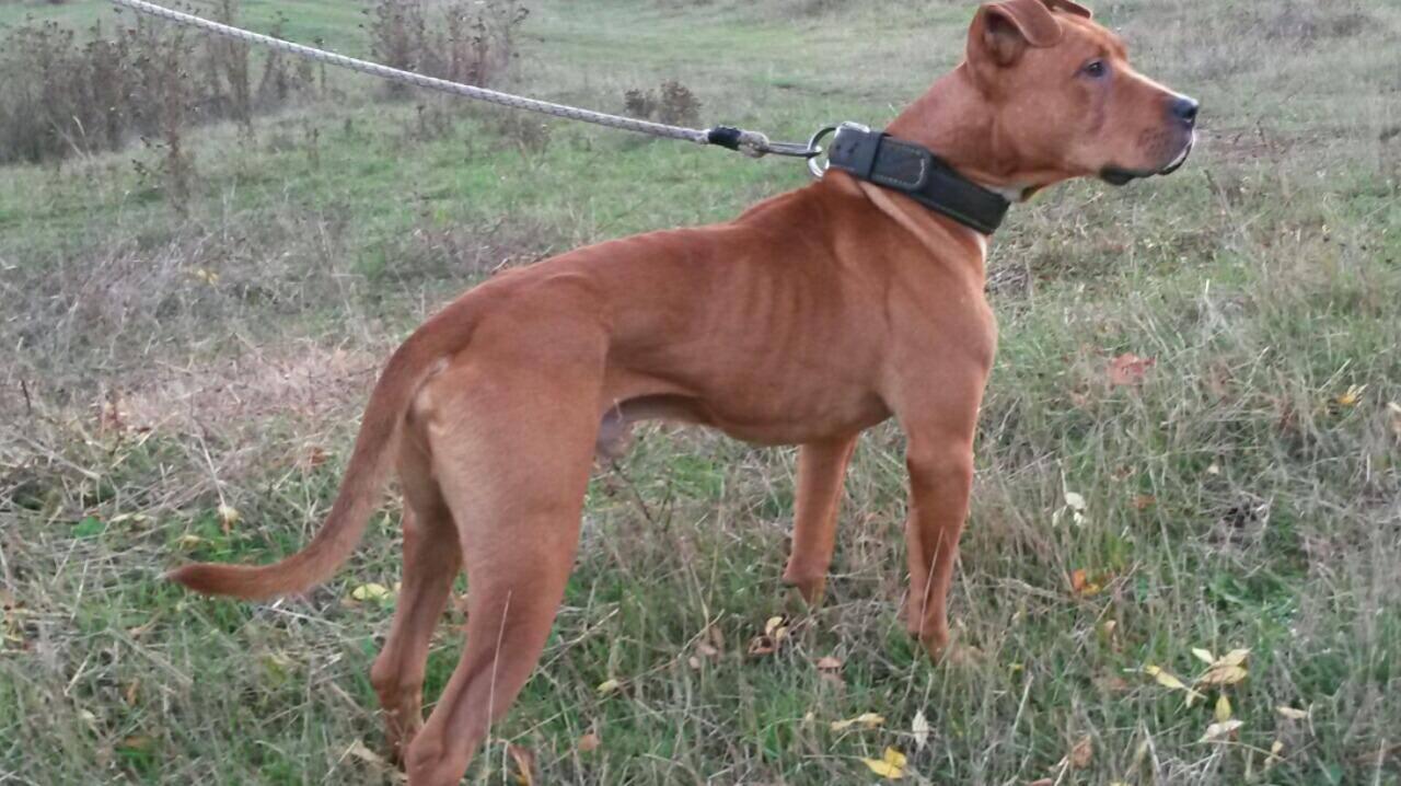 Photo of the dog