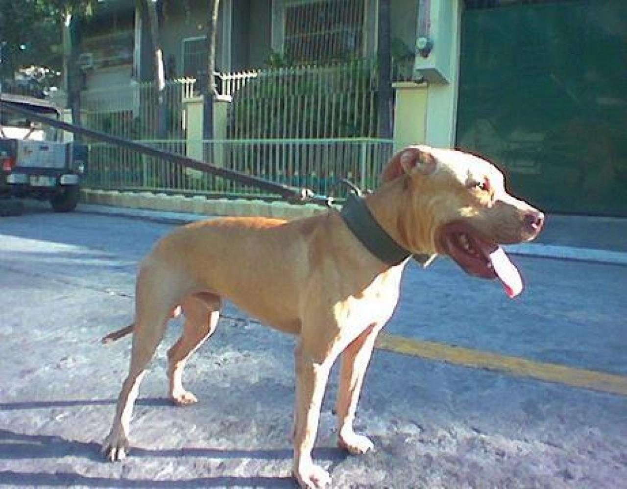 Photo of the dog