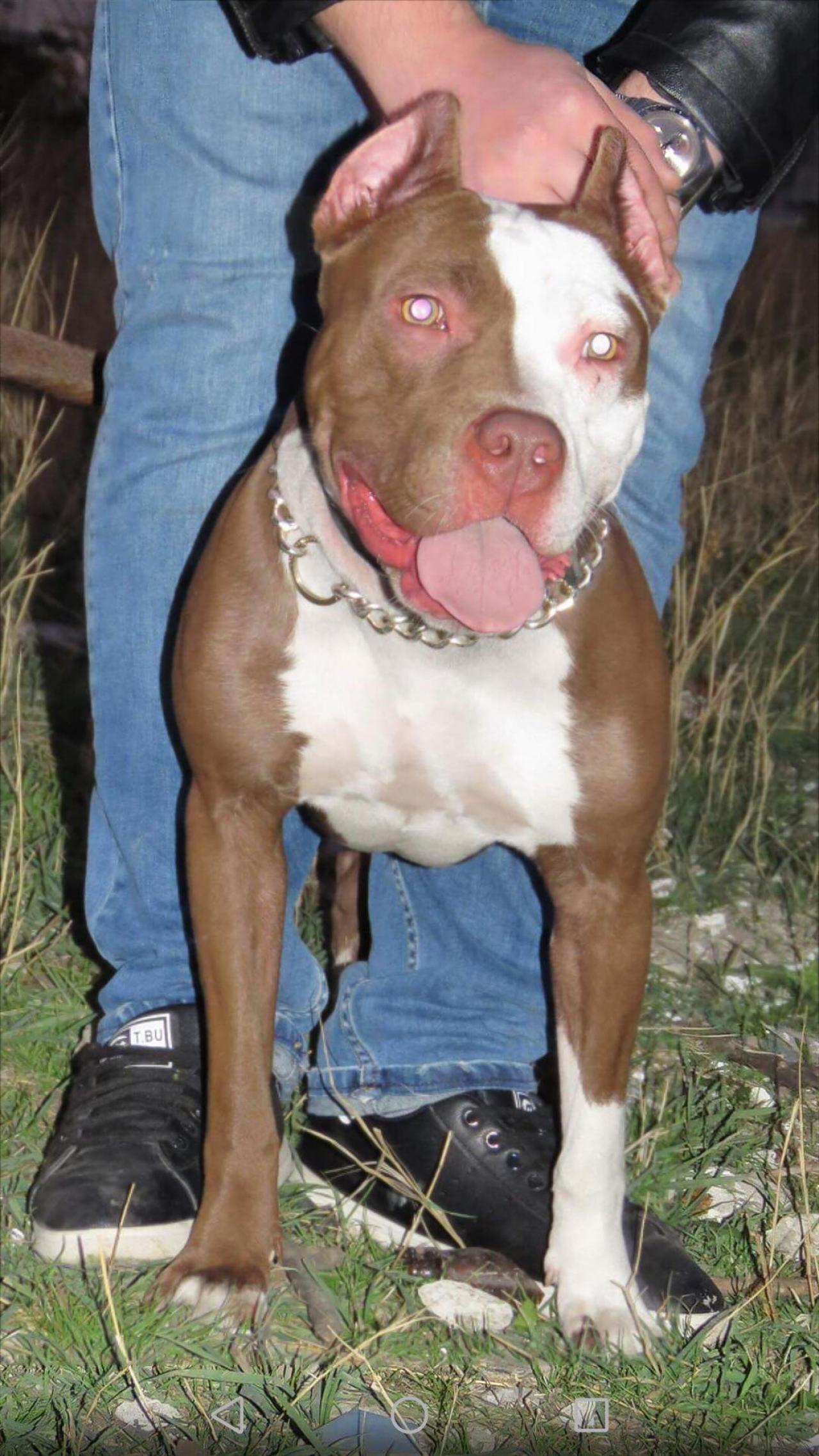 Photo of the dog