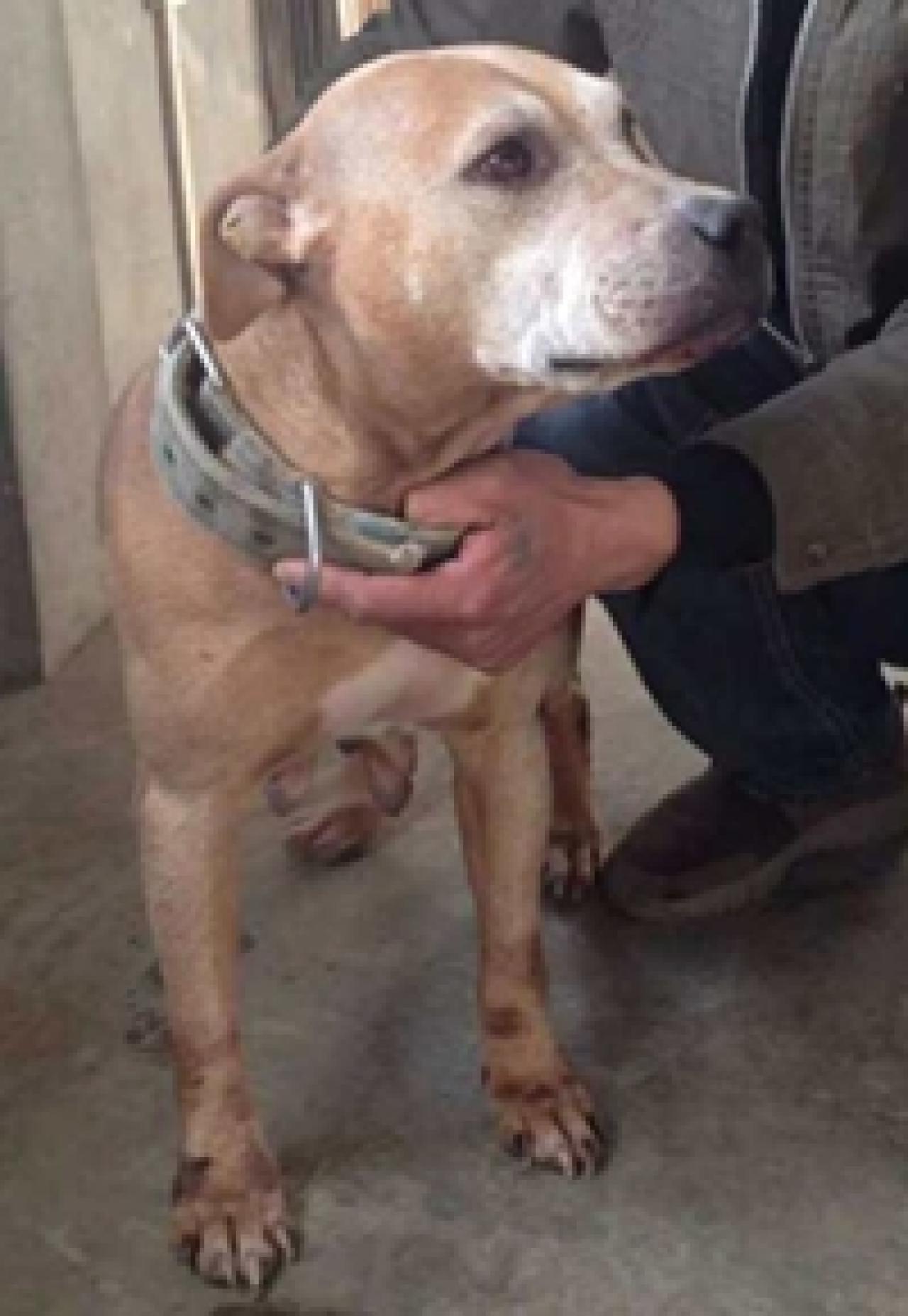 Photo of the dog