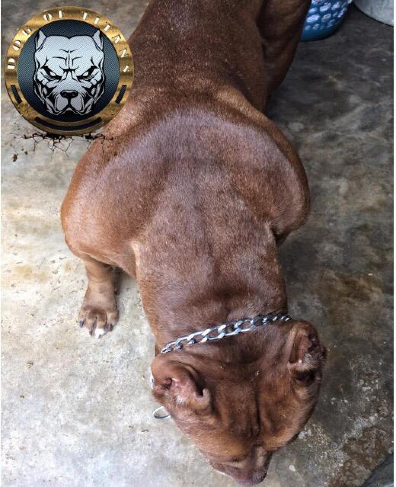 Photo of the dog