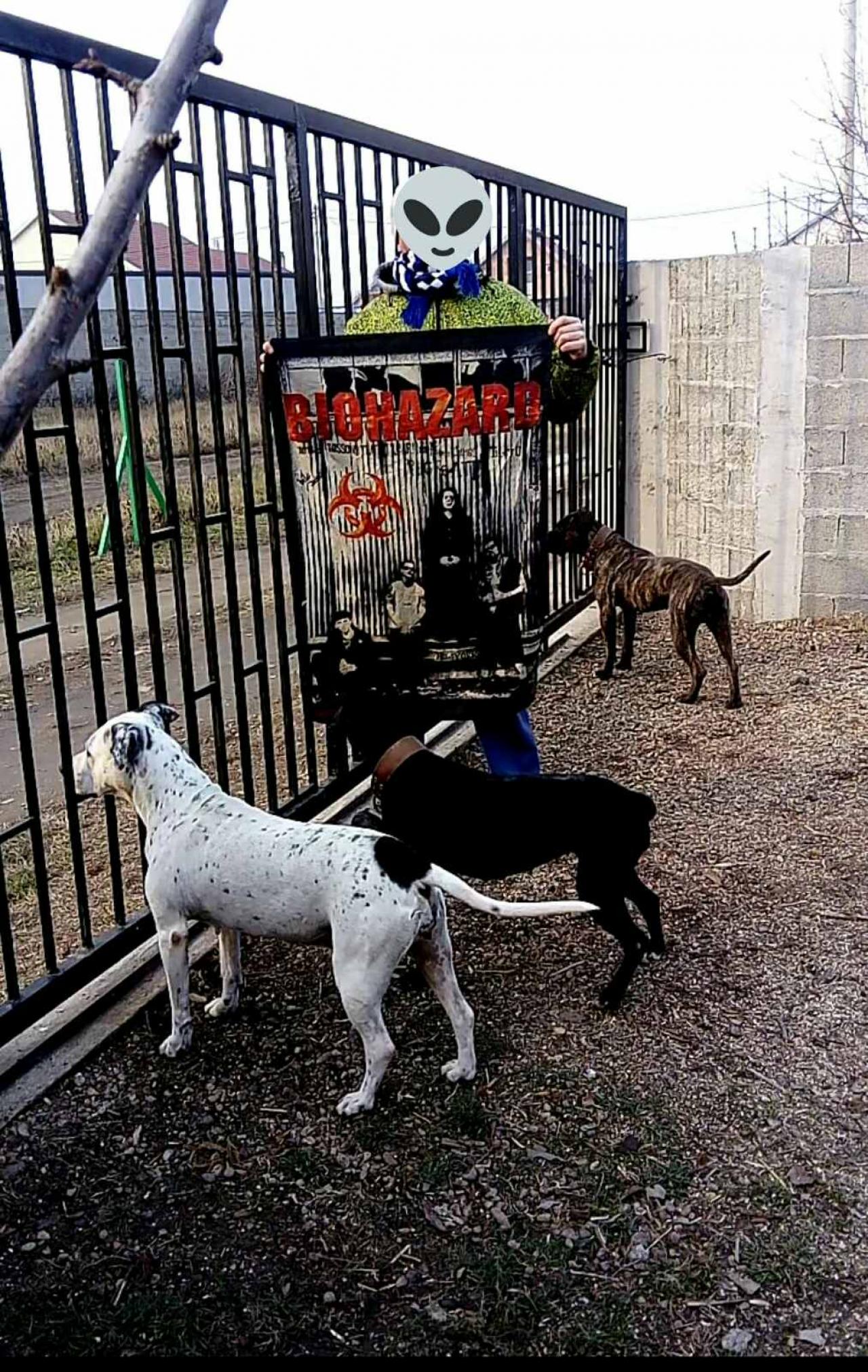 Photo of the dog
